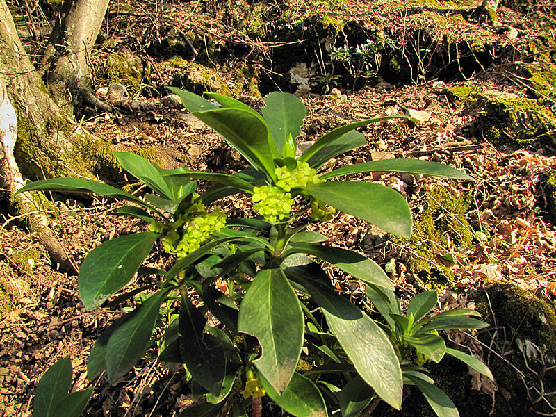 Daphne laureola